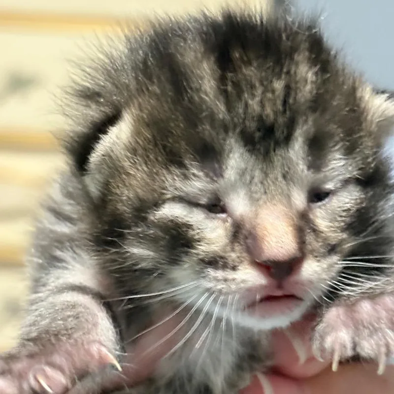 Freddie thumbnail 5