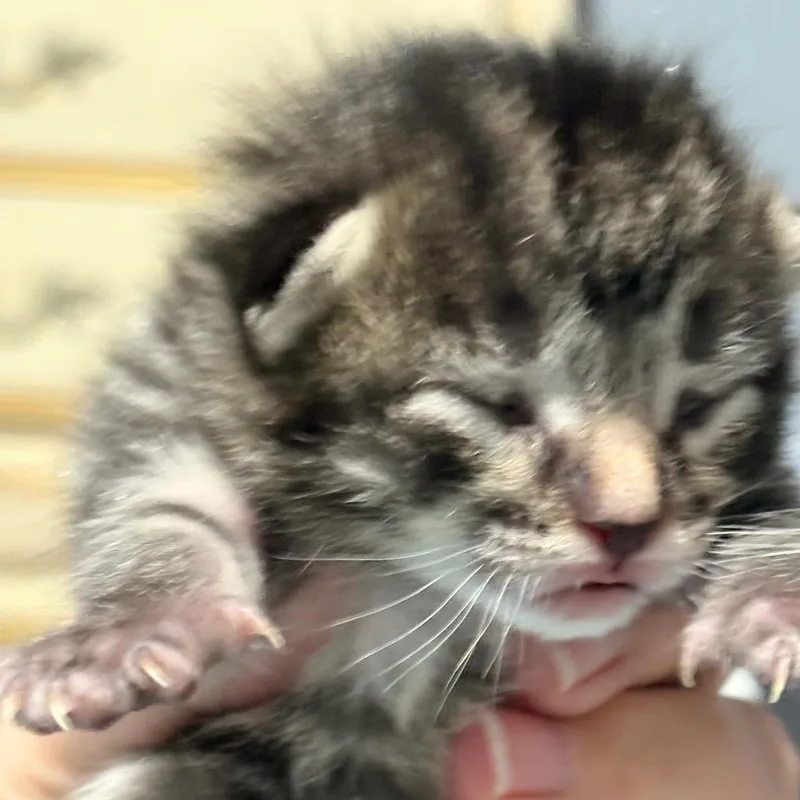 Freddie thumbnail 6