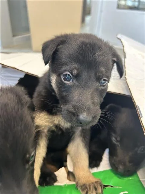 A baby small-sized female Labrador Retriever dog named Buttercup for adoption in San Antonio, TX