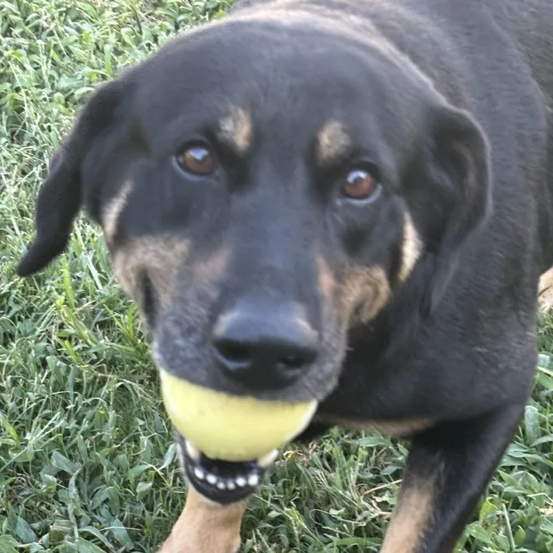 Sampson "Sam" thumbnail 3