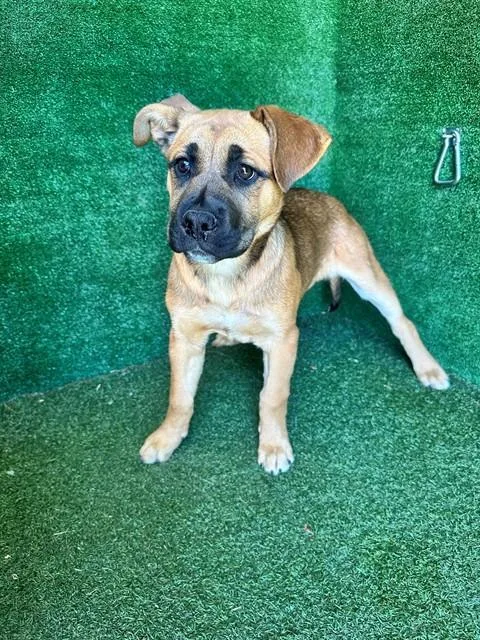 A baby small-sized female Bullmastiff dog named Pecan for adoption in Lancaster, CA