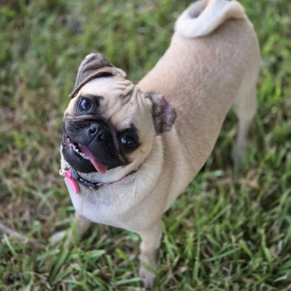 A baby small-sized female Pug dog named Rainey for adoption in Alvin, TX