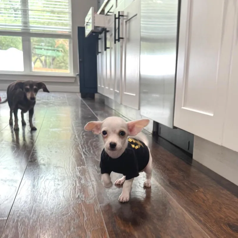 A baby small-sized male Chihuahua dog named Cheeewaaawaa_ for adoption in Austin, TX