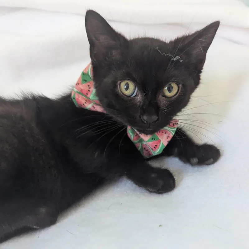 A baby medium-sized male Black Domestic Medium Hair cat named Noodle for adoption in Haddon Heights, NJ