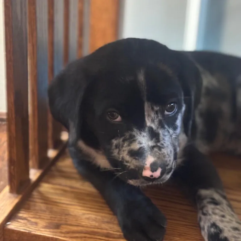 A baby small-sized male Black Catahoula Leopard Dog dog named Spotty Dotty Pup: Scarecrow for adoption in Falls Church, VA