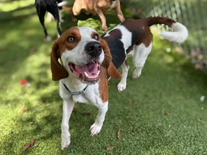 An adult medium-sized male Beagle dog named Willie Nelson for adoption in Gainesville, FL