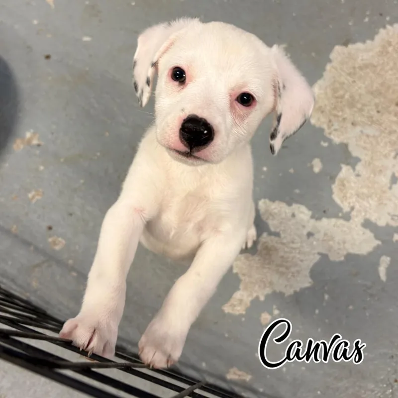 A baby small-sized male Chihuahua dog named Canvas for adoption in Hillsboro, OH