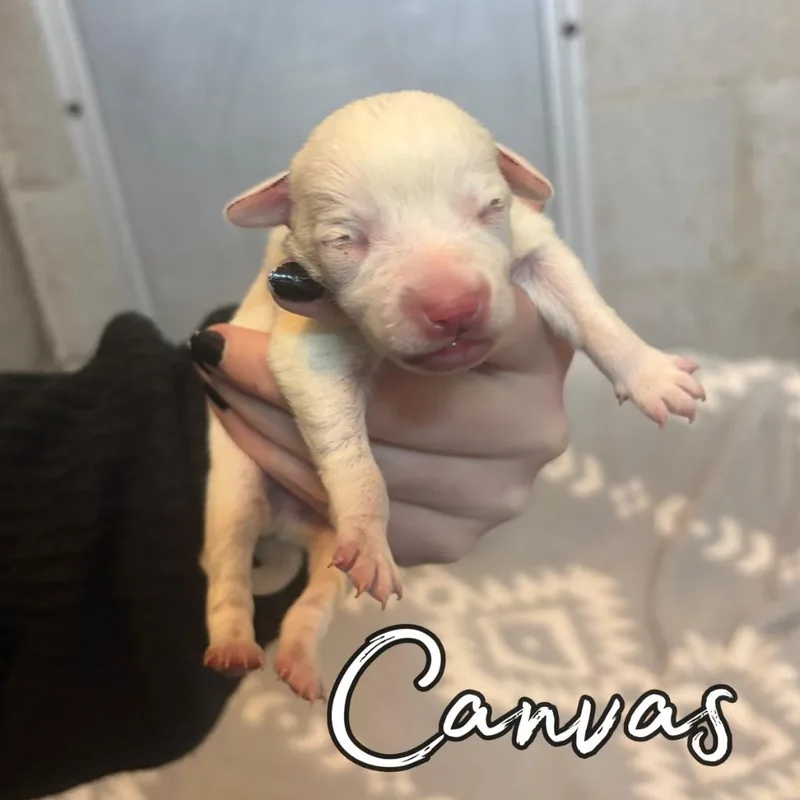 Canvas thumbnail 5