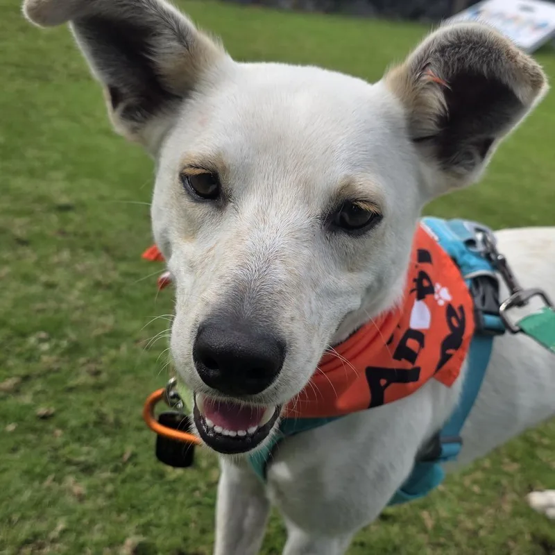 An adult medium-sized male White / Cream Mixed Breed dog named Horchata for adoption in Kailua Kona, HI