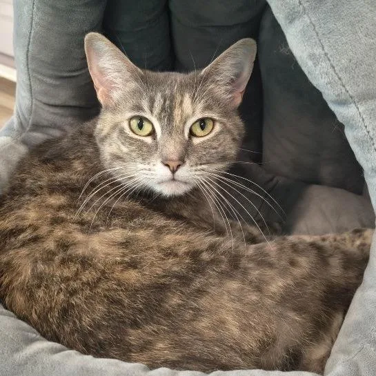 Chloe