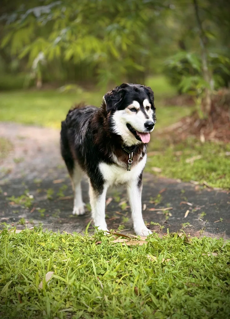 An adult medium-sized female Husky dog named Athena for adoption in Valrico, FL