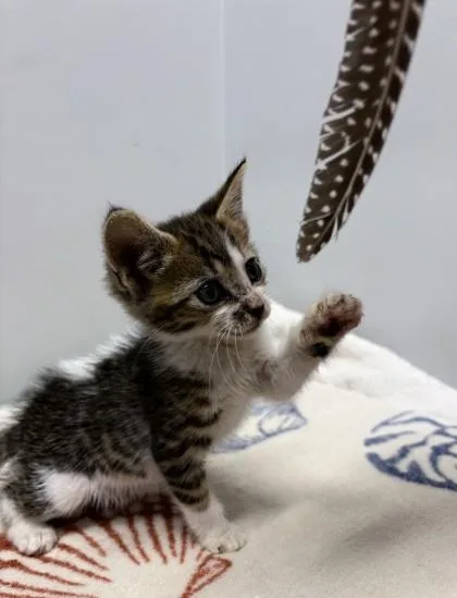 A baby small-sized male Domestic Short Hair cat named Frito for adoption in West Chester, PA