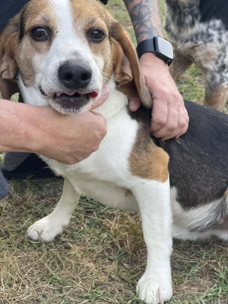 Meet Bixby! Yes 