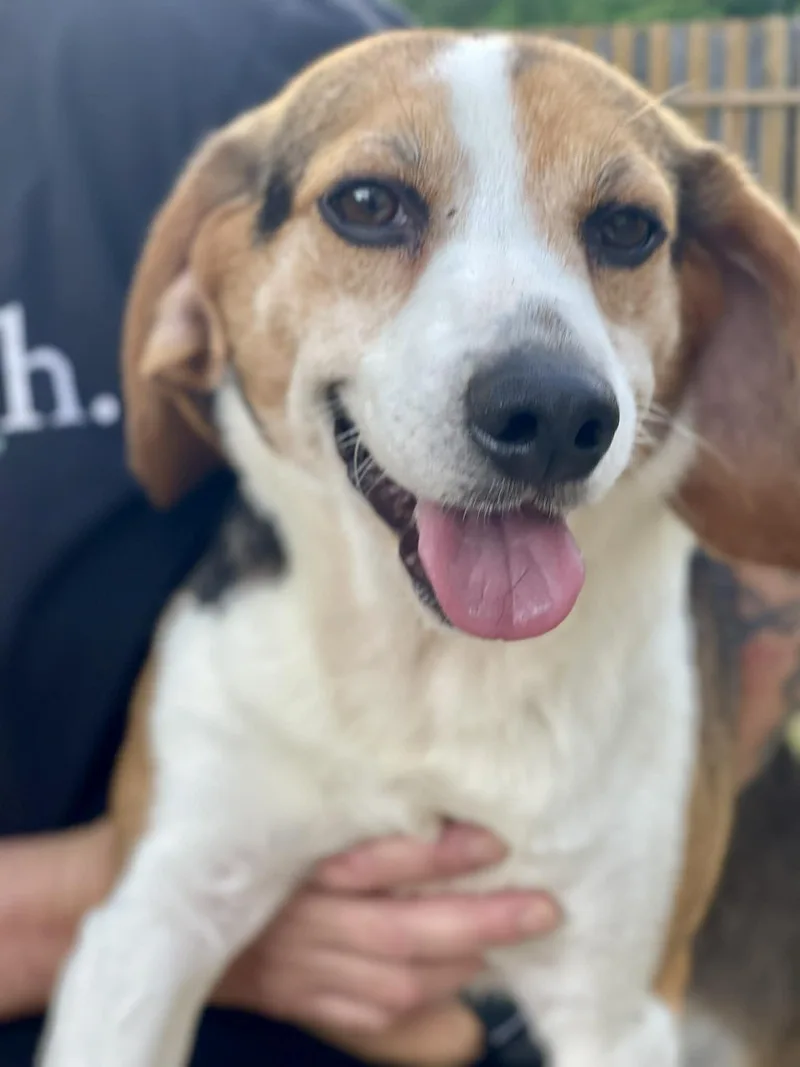 Meet Bixby! Yes  thumbnail 3