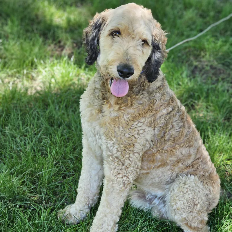 An adult medium-sized male Apricot / Beige Bernedoodle dog named Sarge So Il for adoption in O Fallon, IL