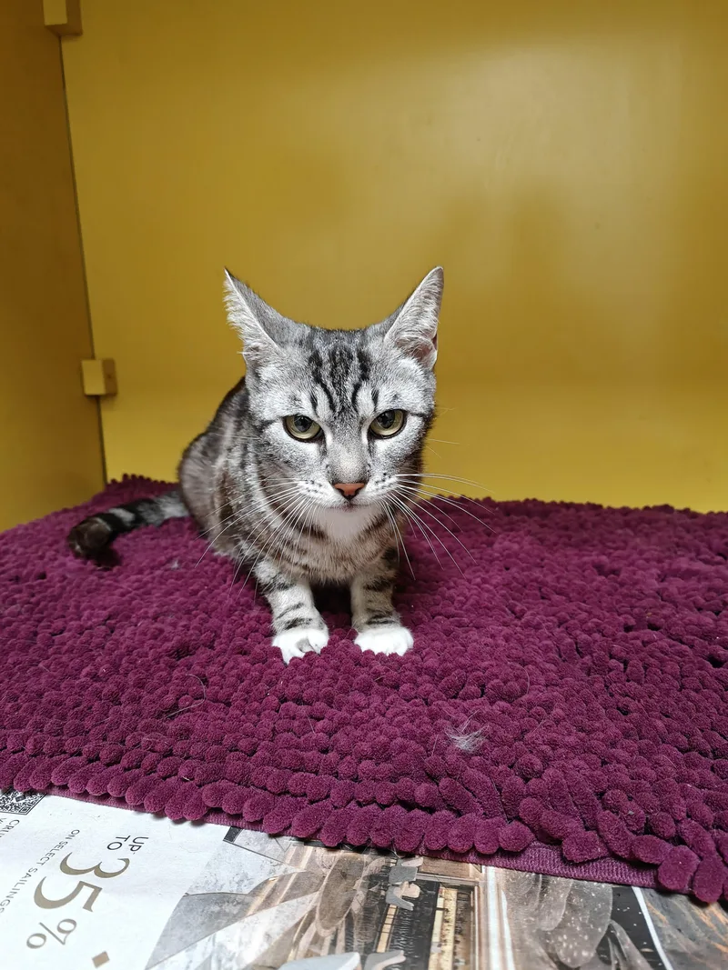 A young medium-sized female Domestic Short Hair cat named Maggie for adoption in Los Angeles, CA