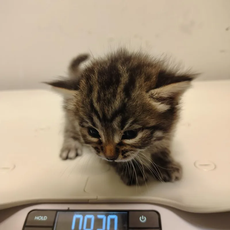 A baby small-sized female Brown / Chocolate Domestic Medium Hair cat named Ms. Floof for adoption in Coos Bay, OR