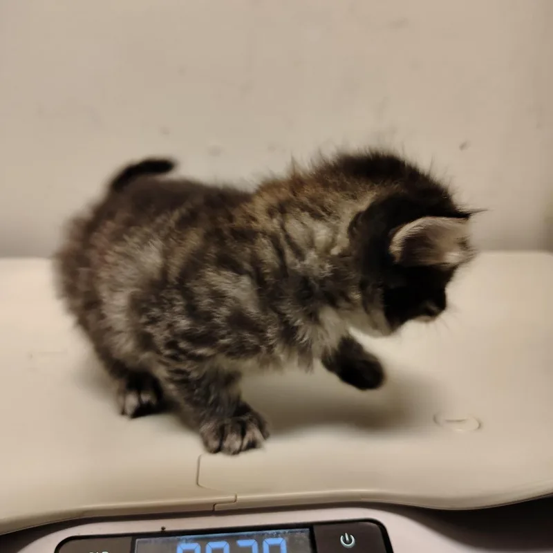 Ms. Floof thumbnail 2