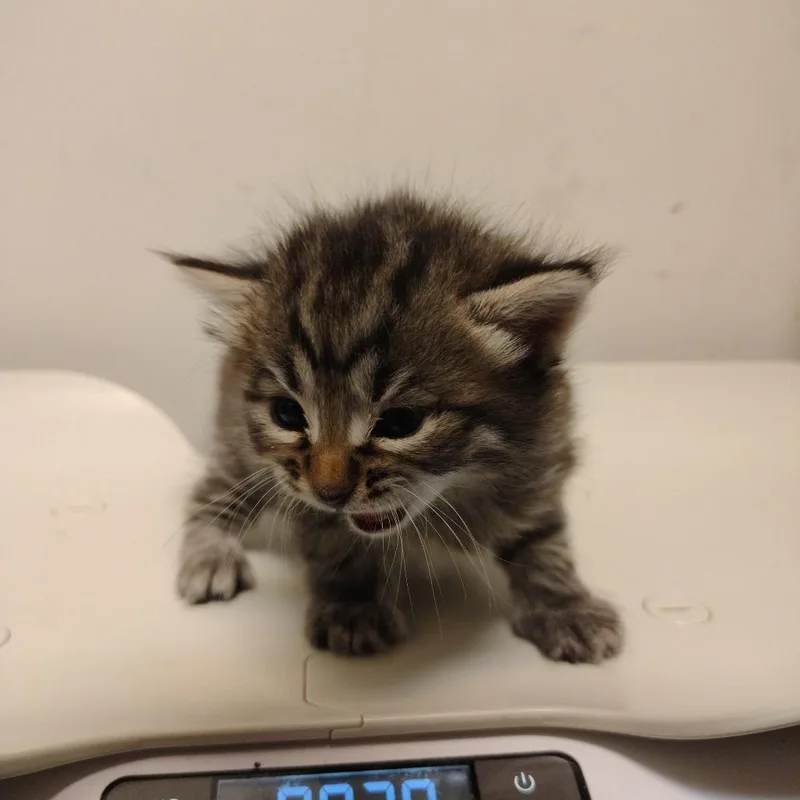 Ms. Floof thumbnail 3
