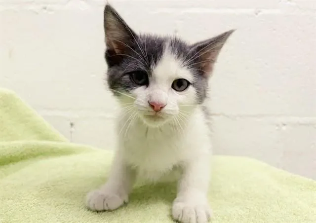A baby small-sized male Domestic Short Hair cat named Zeus for adoption in Saint Louis, MO