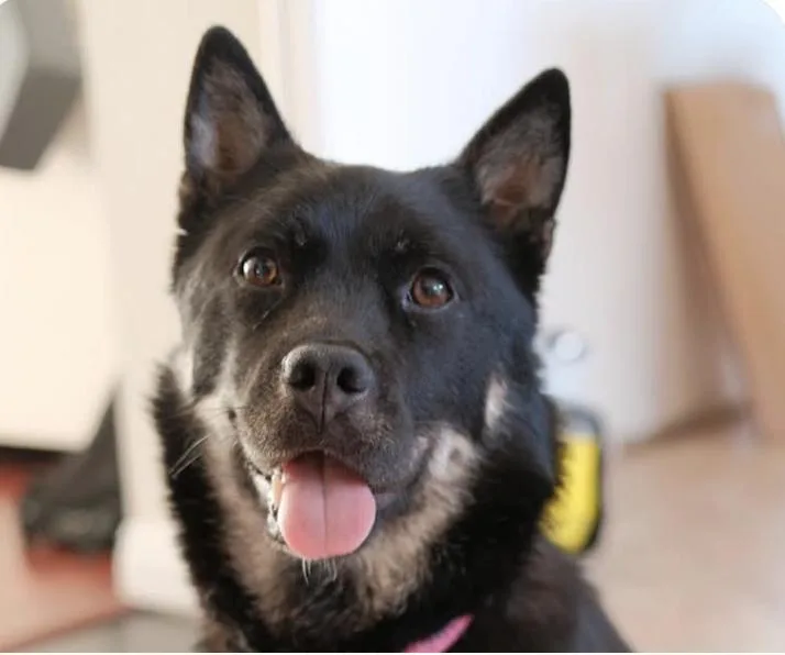 An adult medium-sized female Jindo dog named Bori for adoption in San Ramon, CA