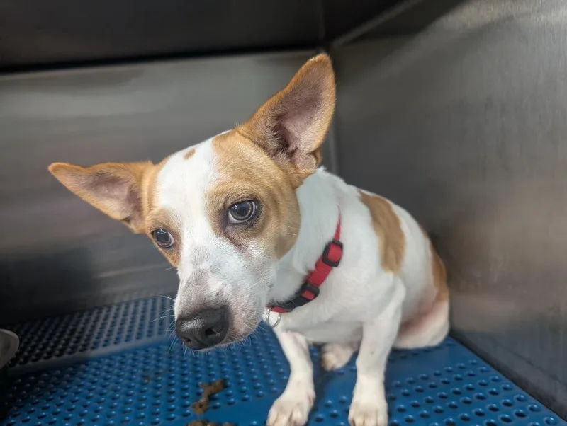 An adult small-sized male Chihuahua dog named Barry for adoption in Nacogdoches, TX