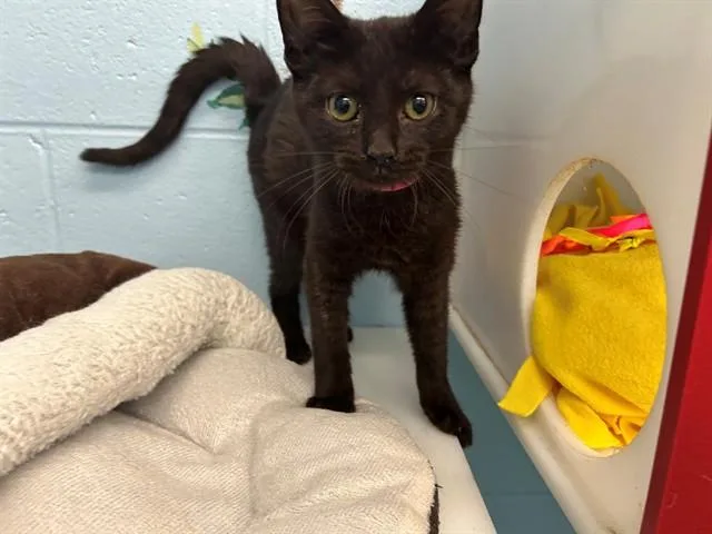 A baby small-sized female Domestic Short Hair cat named Demi for adoption in Peoria, IL