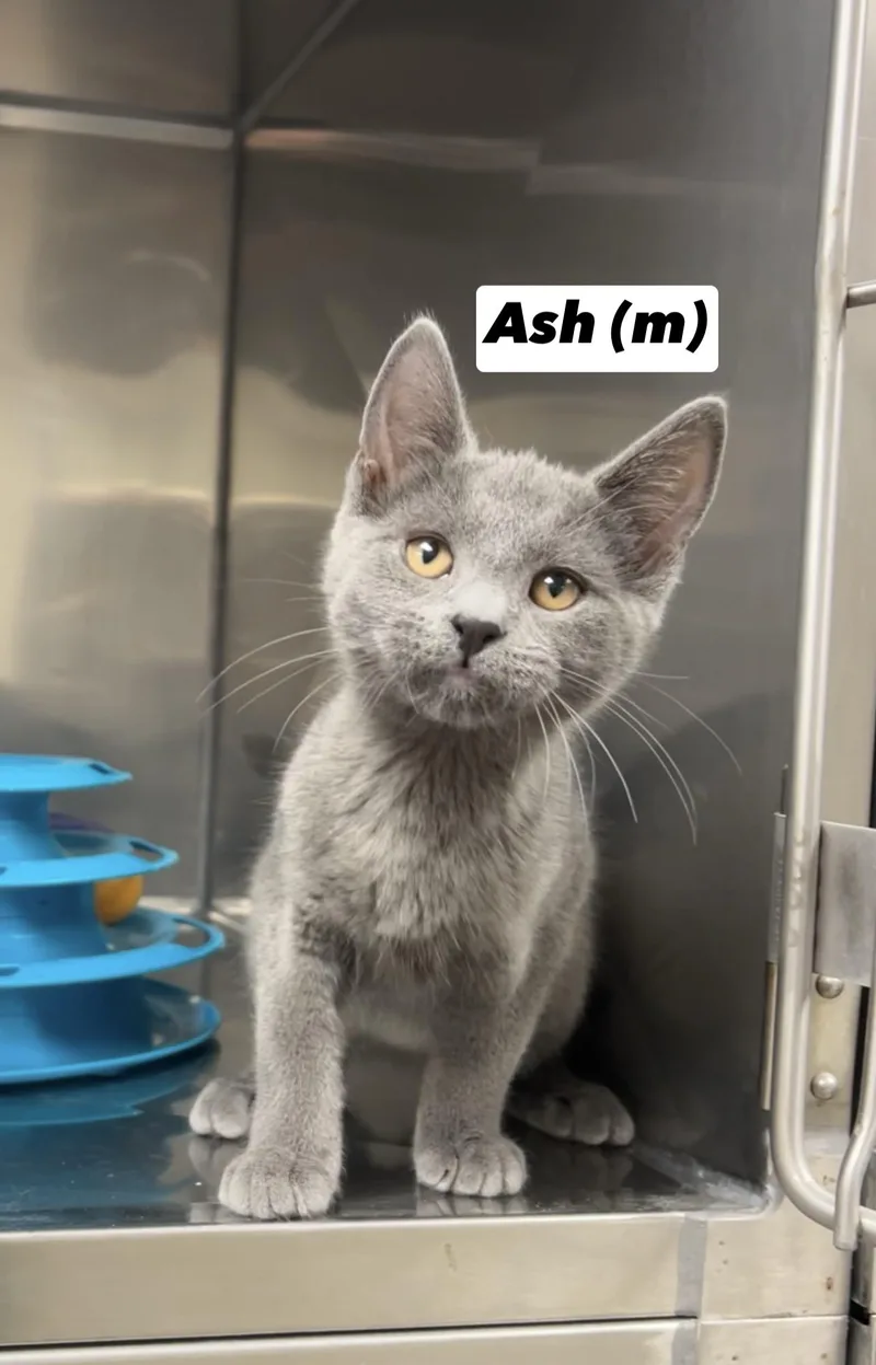 A baby medium-sized male Gray / Blue / Silver Domestic Short Hair cat named Ash for adoption in Montville, NJ
