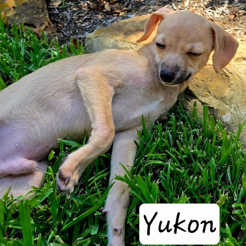 Yukon thumbnail 2