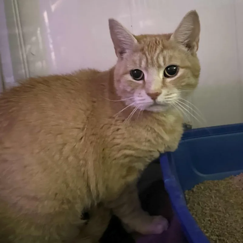 A young large-sized female Orange / Red Domestic Short Hair cat named Pumpkin for adoption in Mount Laurel, NJ