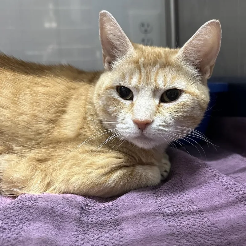 Pumpkin thumbnail 2