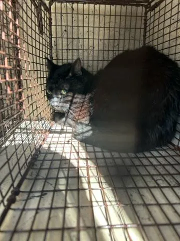 An adult medium-sized female Domestic Short Hair cat named Pie for adoption in West Palm Beach, FL