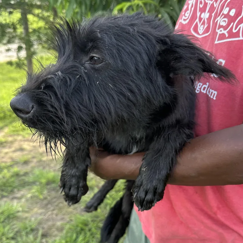 A young small-sized female Black Schnauzer dog named Nora  Local July for adoption in Brookshire, TX
