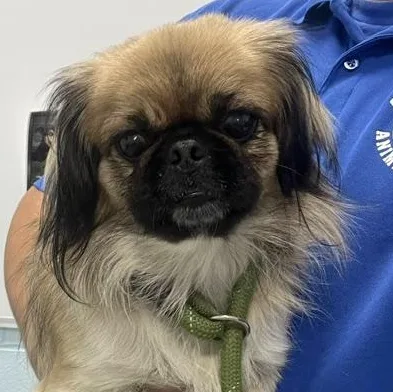 An adult small-sized female Tricolor (Brown, Black, & White) Pekingese dog named Smartie for adoption in Albany, NY