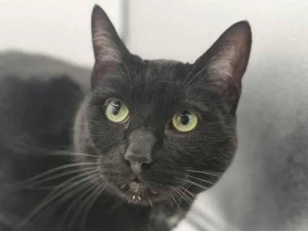 An adult medium-sized male Domestic Short Hair cat named Finch for adoption in Portland, OR