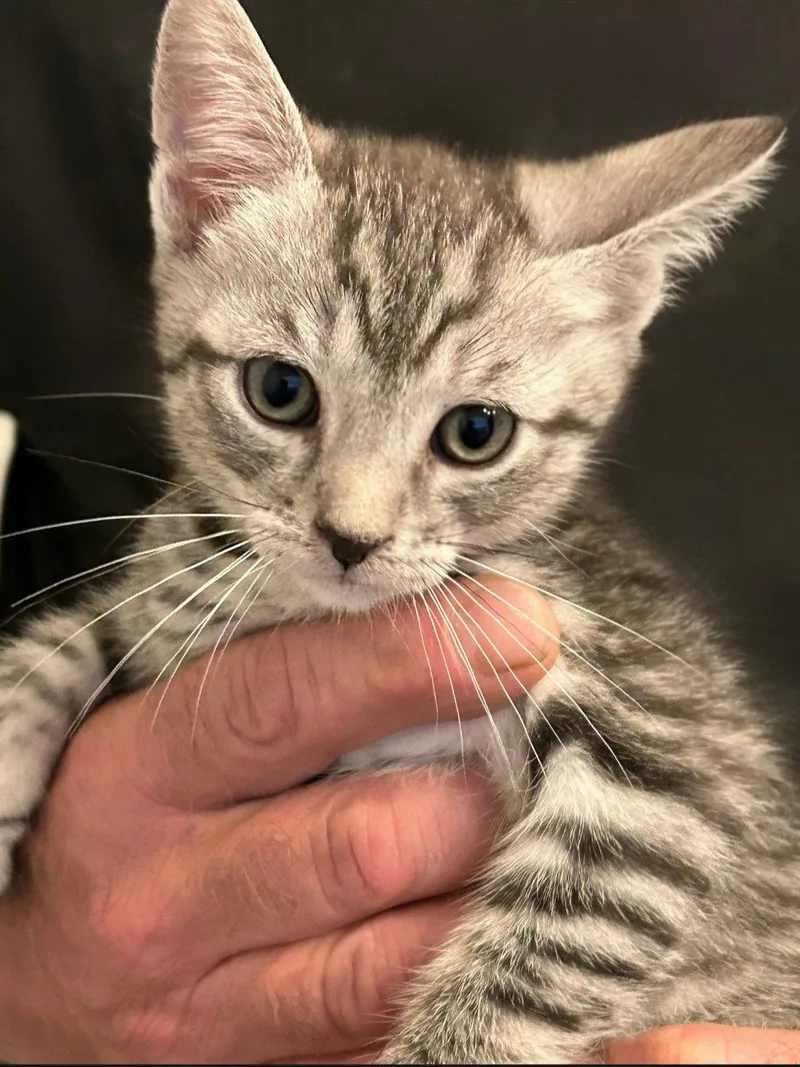 A baby medium-sized male Domestic Short Hair cat named Holden for adoption in Campbell, CA