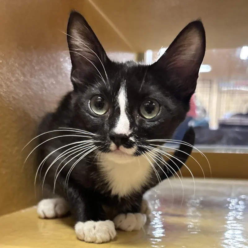 A baby medium-sized male Domestic Short Hair cat named Sam for adoption in Sonora, CA
