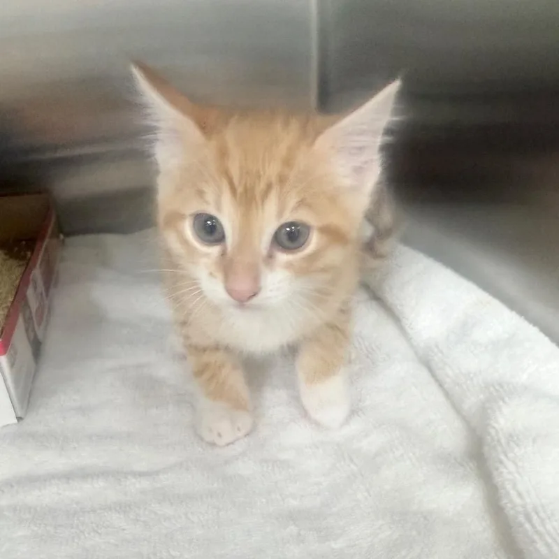 A baby small-sized male Orange / Red Domestic Short Hair cat named Koda for adoption in Jupiter, FL