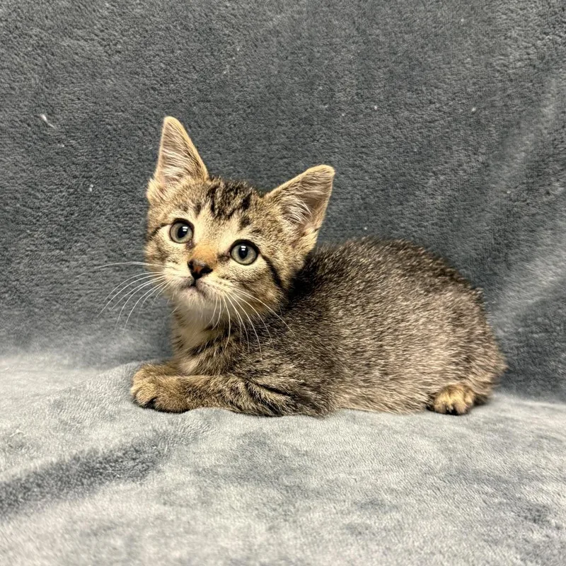 A baby medium-sized female Domestic Short Hair cat named Toastie for adoption in Brenham, TX