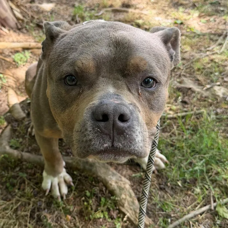 An adult medium-sized male Brown / Chocolate Mixed Breed dog named Brutus for adoption in Columbus, GA