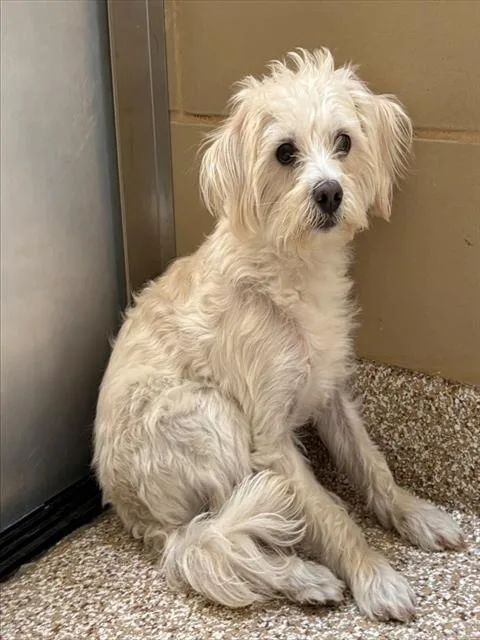 A young small-sized male Terrier dog named Hoodie for adoption in Colorado Springs, CO