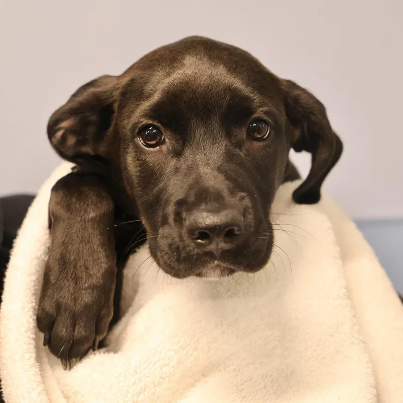 A baby small-sized female Black Mixed Breed dog named Nova for adoption in Briarcliff Manor, NY