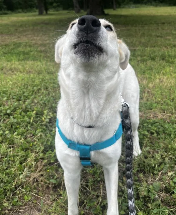 An adult large-sized female Labrador Retriever dog named Baby Girl for adoption in Austin, TX