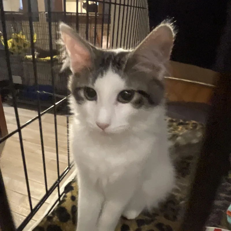 A baby medium-sized male Buff & White Domestic Medium Hair cat named Stoogie for adoption in Lacon, IL
