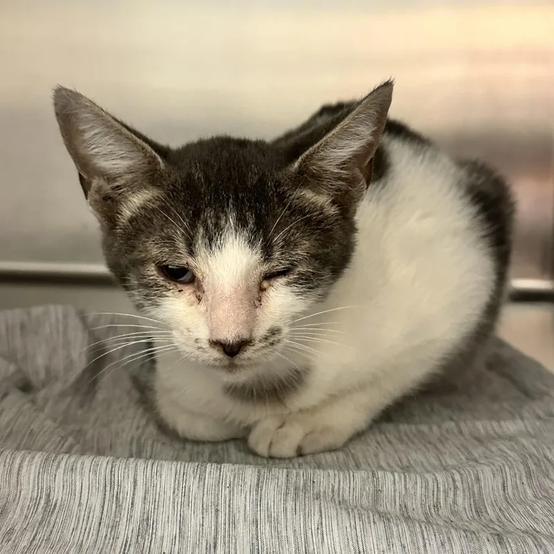 A baby small-sized male White Domestic Short Hair cat named Lightning McQueen for adoption in Chattanooga, TN