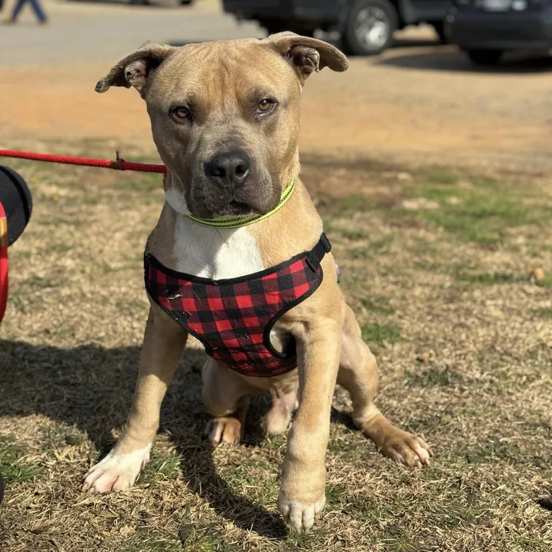 Trombone thumbnail 2