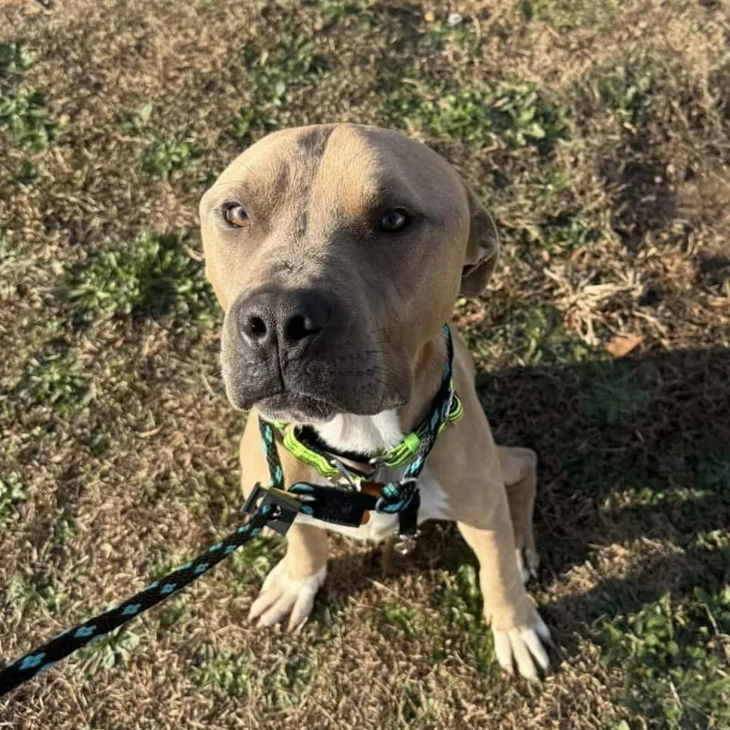 Trombone thumbnail 4