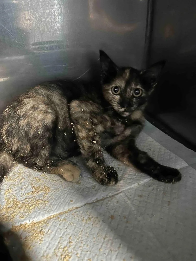 A baby small-sized female American Shorthair cat named Jolie for adoption in Glen Rose, TX