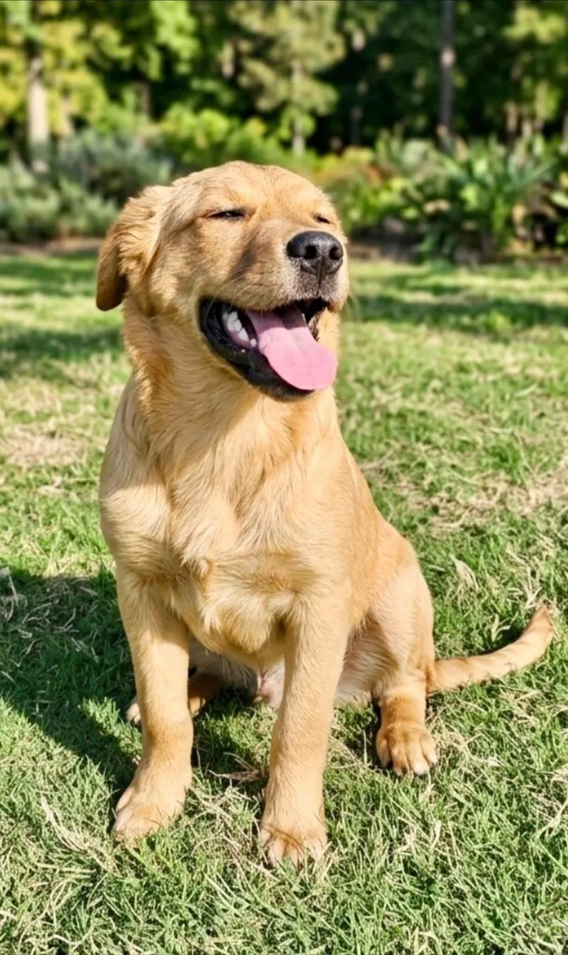 A baby medium-sized female Golden Retriever dog named Stormy for adoption in Rockwall, TX