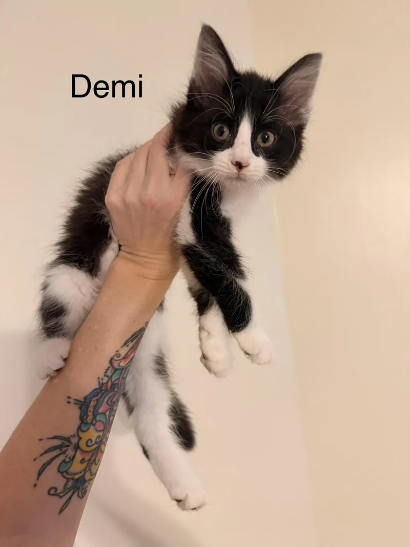A baby medium-sized male Black & White / Tuxedo Domestic Medium Hair cat named Demi for adoption in Easley, SC